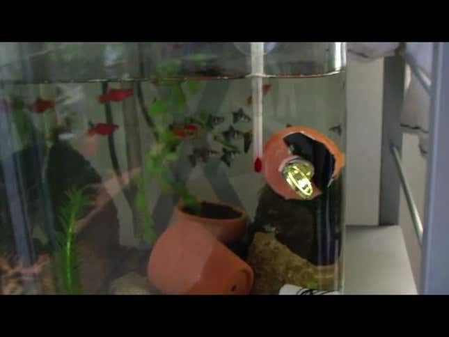 Make a Fish Tank Cleaner with a Gatorade Cap and Ring