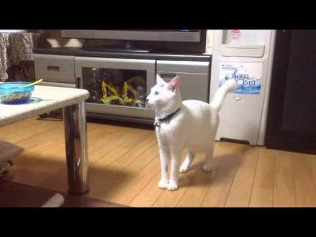 This Is How Cats Will Rise Up and Destroy Us All