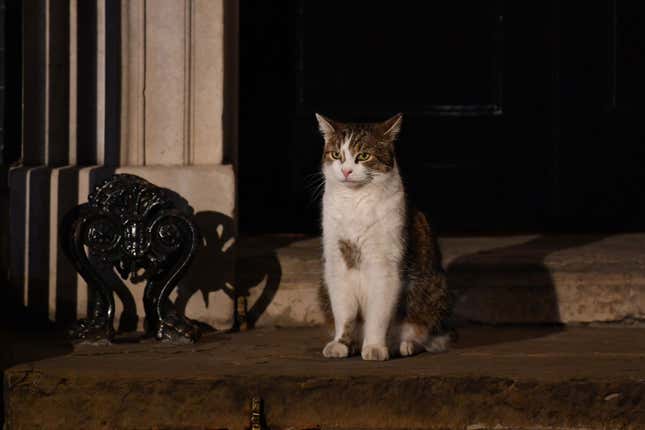 Image for article titled Make the Cat Prime Minister