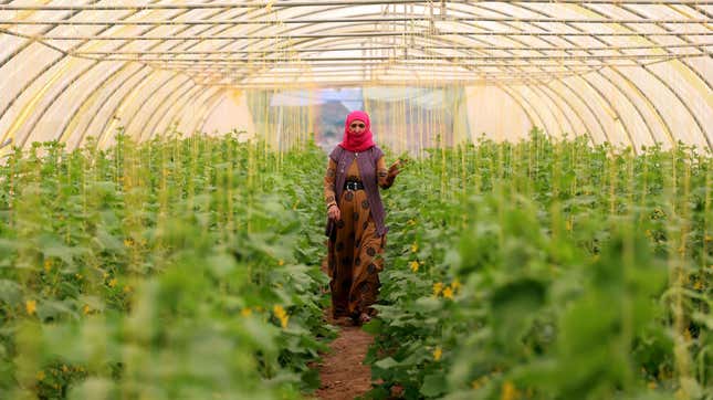 A displaced Iraqi woman, who fled violence in the northern city of Tal Afar, tends to the cucumber vines inside a plastic greenhouse at the Bahrka refugee camp located in the Kurdish autonomous region in northern Iraq on May 20, 2017.