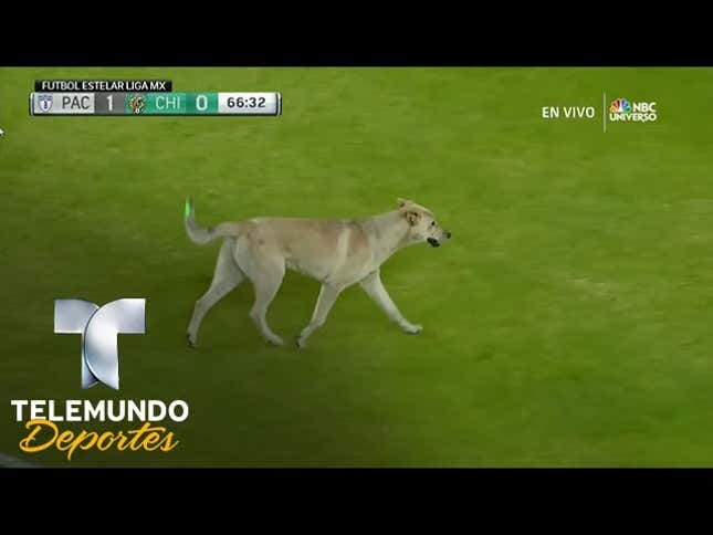 Soccer Match Interrupted By Jolly Pup, Imperious Cat