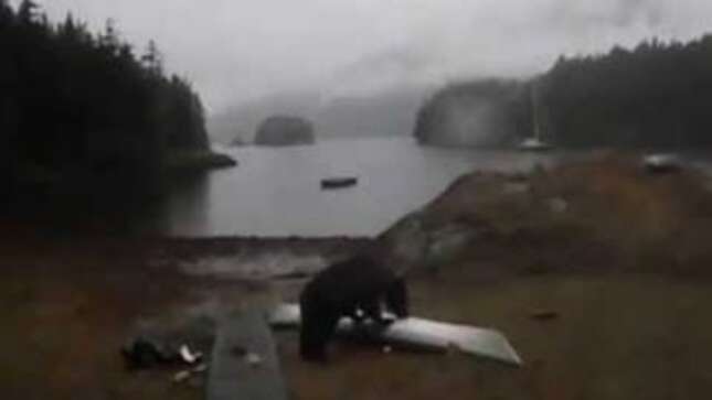 Woman Learns the Hard Way That Screaming 'Bear, Stop!' Doesn't Work on a Bear