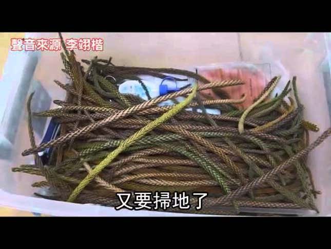 Godzilla Made from Pine Tree Branches Is a Lovely Fire Hazard