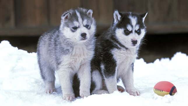 Image for article titled Huskies Unstoppable During Cold-Weather Puppy Bowl