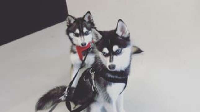 RIP Joe Jonas and Sophie Turner's Dog, Waldo