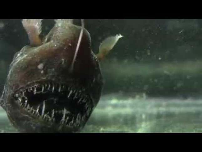 Which Is Scarier, Space Or The Ocean? The Great Debate