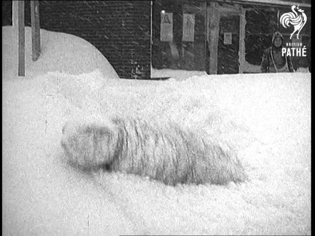#BuffaloSnow Is Nothing New