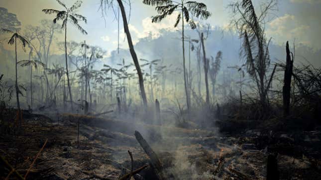View of a burnt area of Amazon rainforest reserve in Para, Brazil on August 16, 2020.
