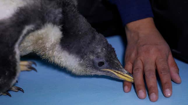 After the egg is laid, the waiting begins. Gentoo penguin eggs take between 34 and 37 days to hatch. 