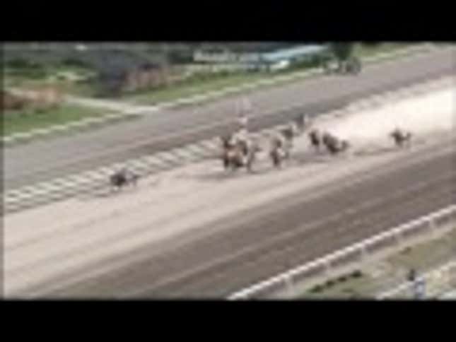 Thank Goodness This Cat Is Faster Than Racehorses