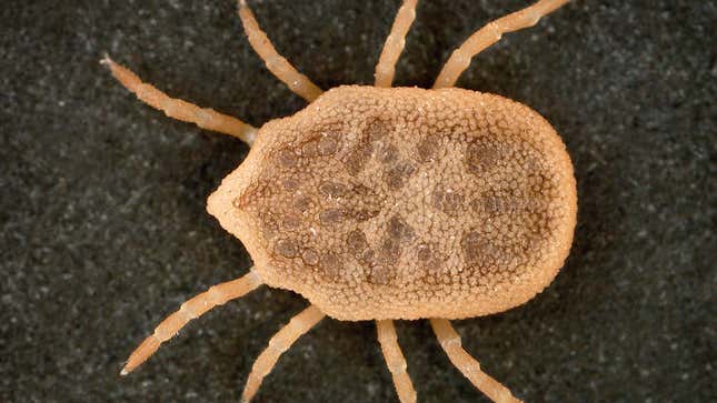 A bat tick, a variety of soft tick similar to the species used in the study.