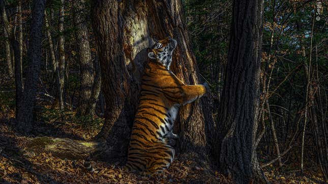 This photo, The Embrace, was the Grand Title winner of the Wildlife Photographer of the Year competition. Wildlife Photographer of the Year is developed and produced by the Natural History Museum, London.