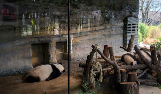 Image for article titled Zoos Are Screwed
