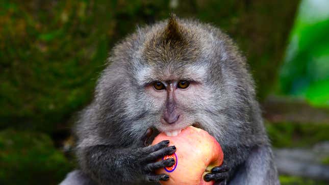 A Balinese long-tailed monkeys, Macaca fascicularis, eats an apple in the Sacred Monkey Forest in Ubud, Bali, Indonesia, on November 16, 2018. 