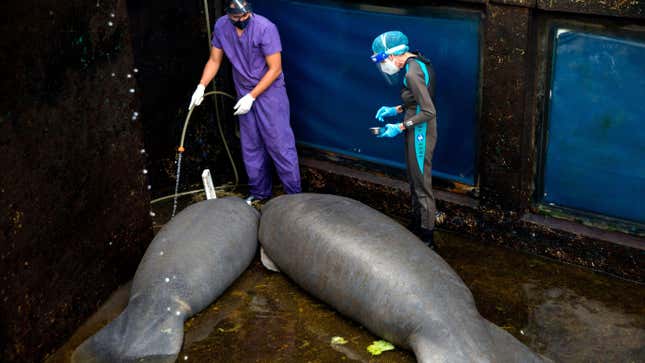 Image for article titled These Manatees Are Returning to the Ocean After Years in Captivity