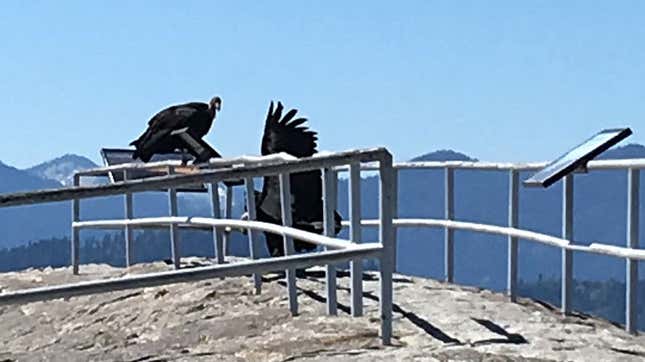Endangered California condors were spotted near the Giant Forest and Moro Rock at Sequoia National Park May 28.