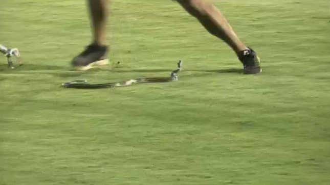 Idiot Snake On The Field Pays Ultimate Price For Love Of Baseball