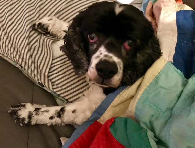 Image for article titled Just Some Nice Pictures of Our Pets to Look at For No Particular Reason