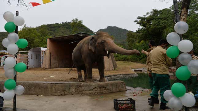 Image for article titled &#39;World&#39;s Loneliest Elephant&#39; Will Finally Have Some Friends