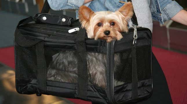 Image for article titled What Pet Carrier Should I Buy For My Dog?