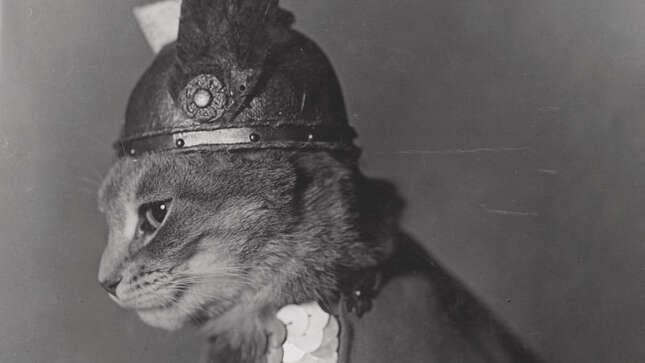 Ogle These Vintage Public-Domain Cat Pictures From the Library of Congress