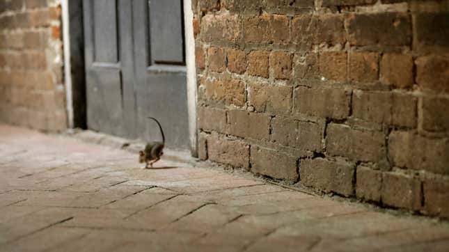 Image for article titled The Rats Are Hungry