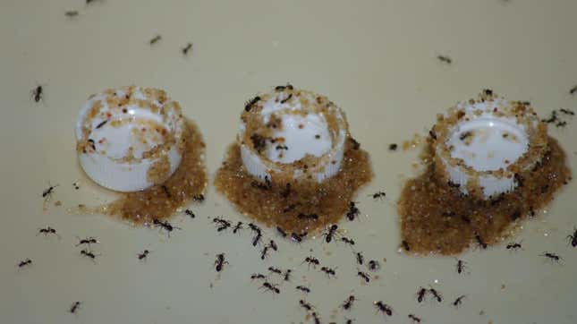 Black imported fire ants using sand to draw liquid from containers. 