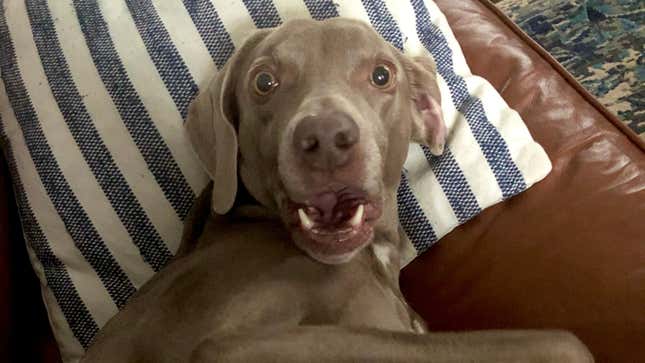 Submit the Most Meme-Worthy Photo of Your Dog for a Chance to Win $1,000