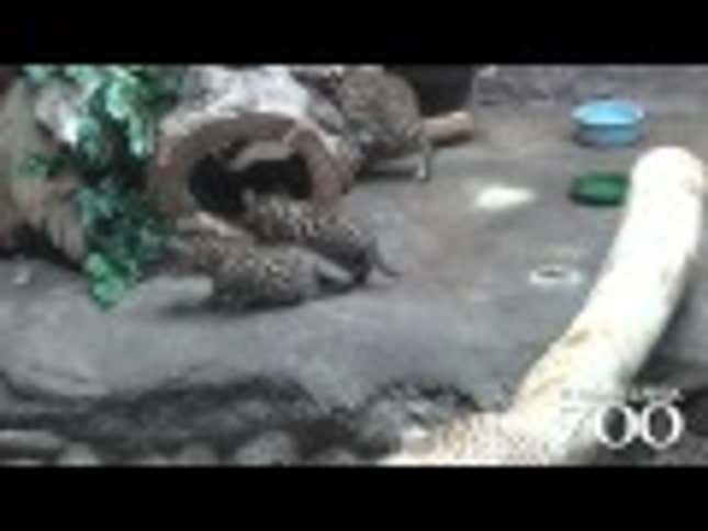 Black-Footed Cat Kittens Are Your New Favorite Wild Animal