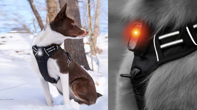 Large Rabbitgoo Dog Harness with LED Light | $8 | Amazon