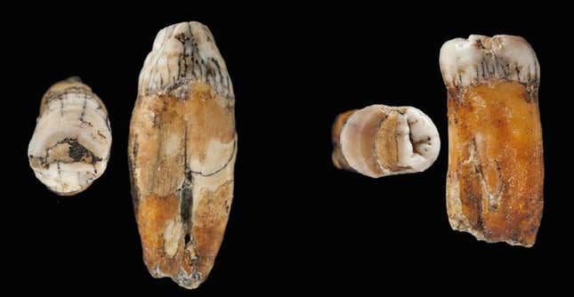 Two of the Neanderthal teeth found on the island of Jersey. 