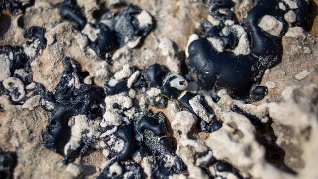 Image for article titled Mystery Israel Oil Spill Is Its Worst Environmental Disaster in Years