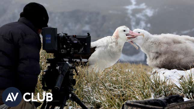<i>Our Planet</i>'s creators hope their wildlife doc will help people understand the urgency of climate change