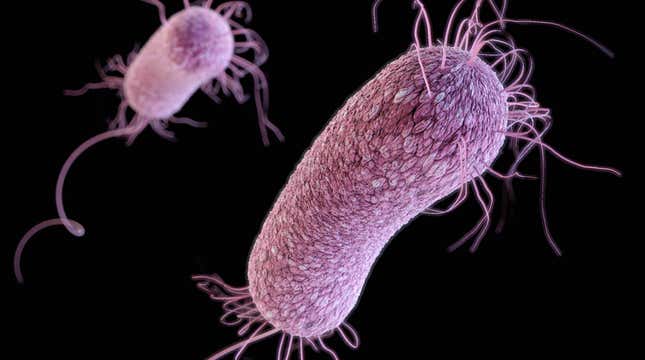 A 3D illustration of the gram-negative bacteria Pseudomonas aeruginosa