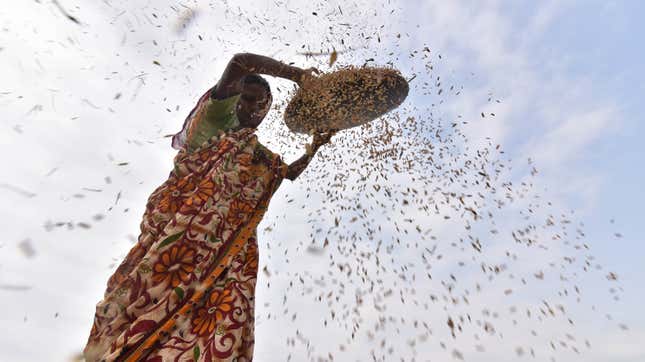 An Indian farmer dries harvested rice from a paddy field in Assam.