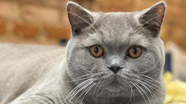 Image for article titled I Adore Him; He Tolerates Me: The Blessing of My Emotionally Unavailable Cat
