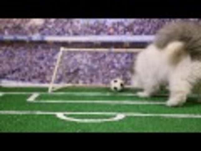 Here Are Your World Cup Highlights As Portrayed by Cats