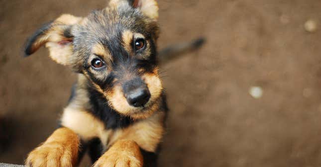 I Went Backstage At The Puppy Bowl And Tried To Interview A Bunch Of Puppies