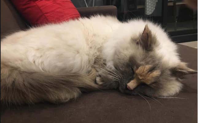 CAN’T NOBODY TELL THIS SWEET ANGEL CAT THAT THE MARKINGS ON HER FACE ARE A PENIS.