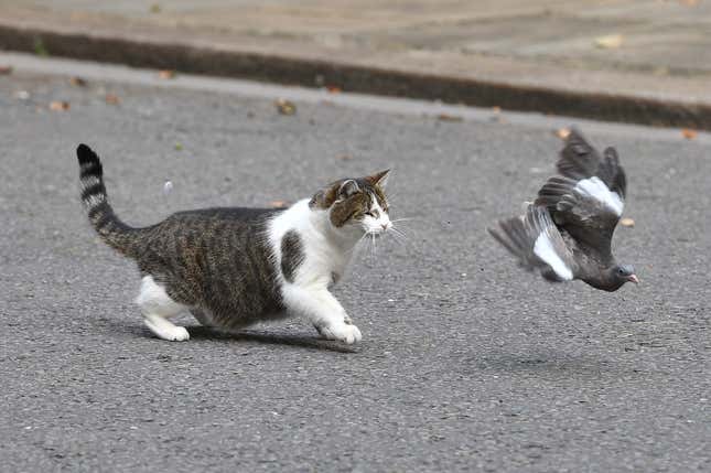 Image for article titled Make the Cat Prime Minister