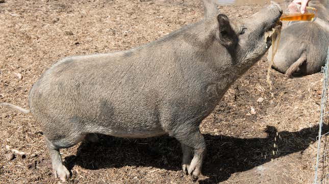 Image for article titled Three little Siberian piggies went to market