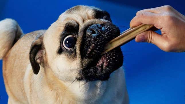 Image for article titled The Best Doggie Dental Chews for Happy Brains and Healthy Mouths