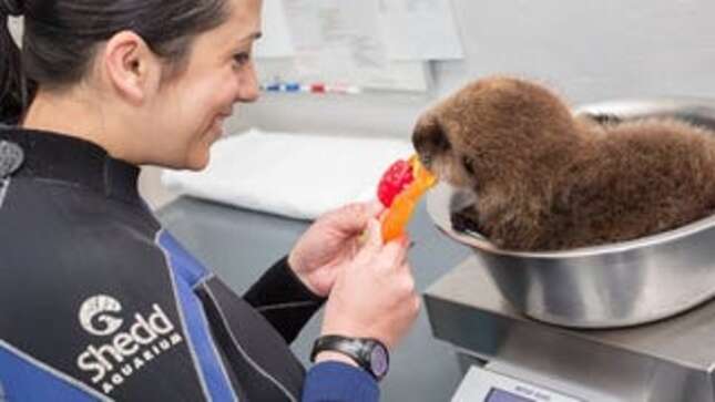 Watch a Baby Otter Play With a Tiny Basketball and Try Not to Explode