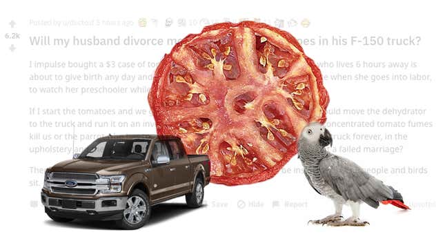 Image for article titled This Reddit Thread About Dehydrating Tomatoes In A Ford F-150 With A Parrot Is So Very Confusing