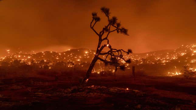 A Joshua Tree burns during the Bobcat Fire in Juniper Hills, California.
