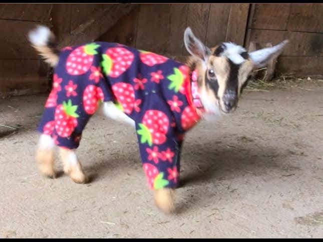 Baby Goats In Pajamas to World: 'It's Called Fashion, Look It Up!'