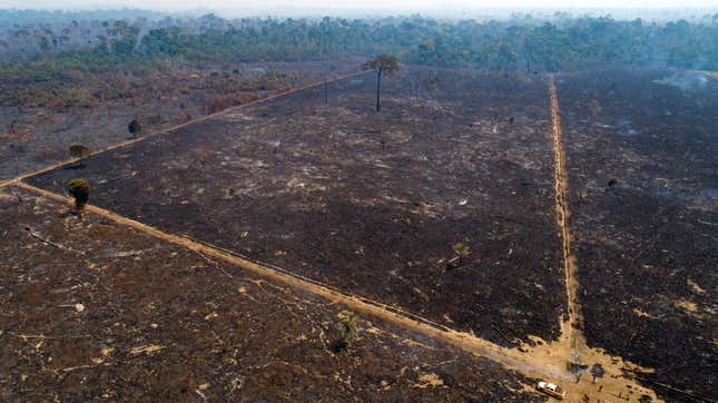 An area consumed by fire and cleared near Novo Progresso in Para state, Brazil.