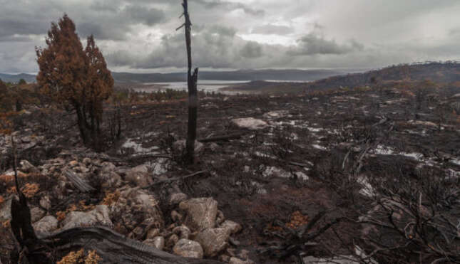 A harrowing scene in Tasmania’s World Heritage Forests, some of which burned for the first time in memory this past summer. Image: Dan Broun