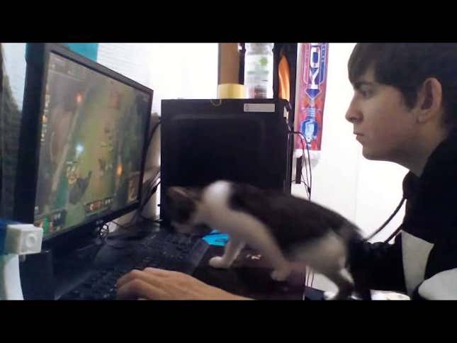 Cats Make Playing <i>League of Legends</i> So Tricky