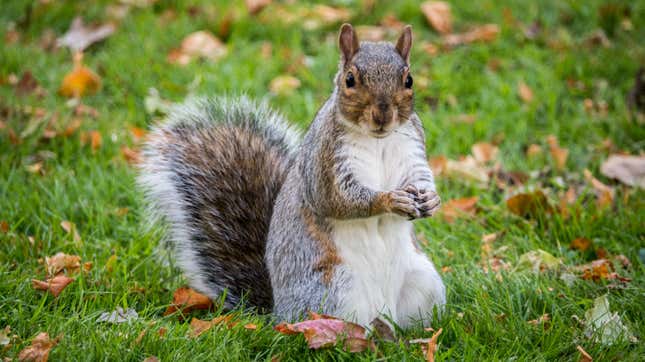 Image for article titled 'Possibly Deranged' Queens Squirrel Apologizes for Biting Neighbor: 'This Is Not Who I Am'